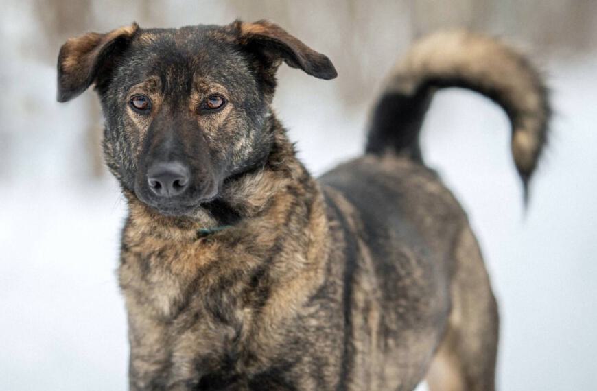 Bucks – Pflegestelle Zwickau