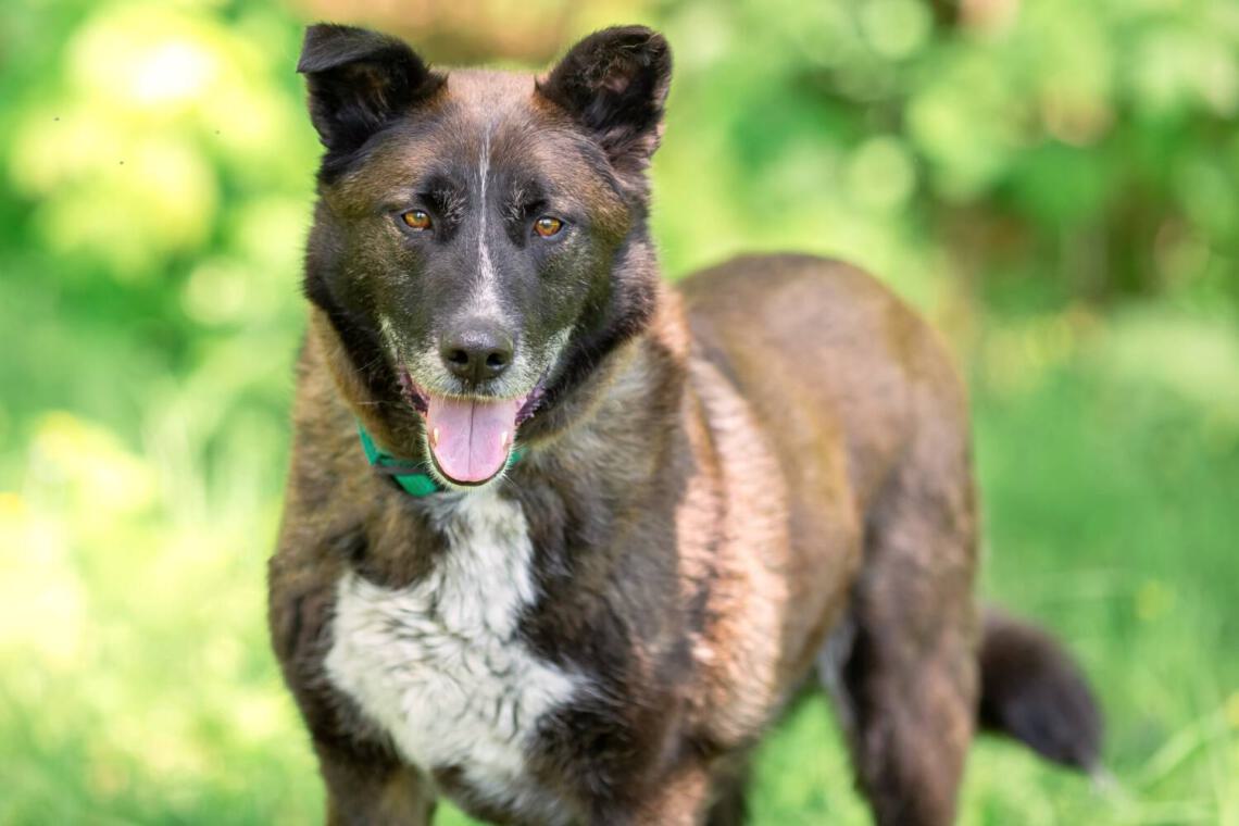 schokoladenfarbener Rüde hund