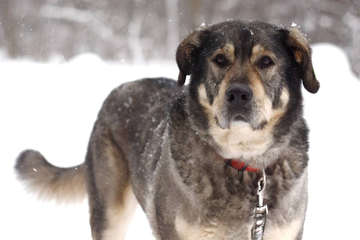 großer Hund aus dem Tierheim