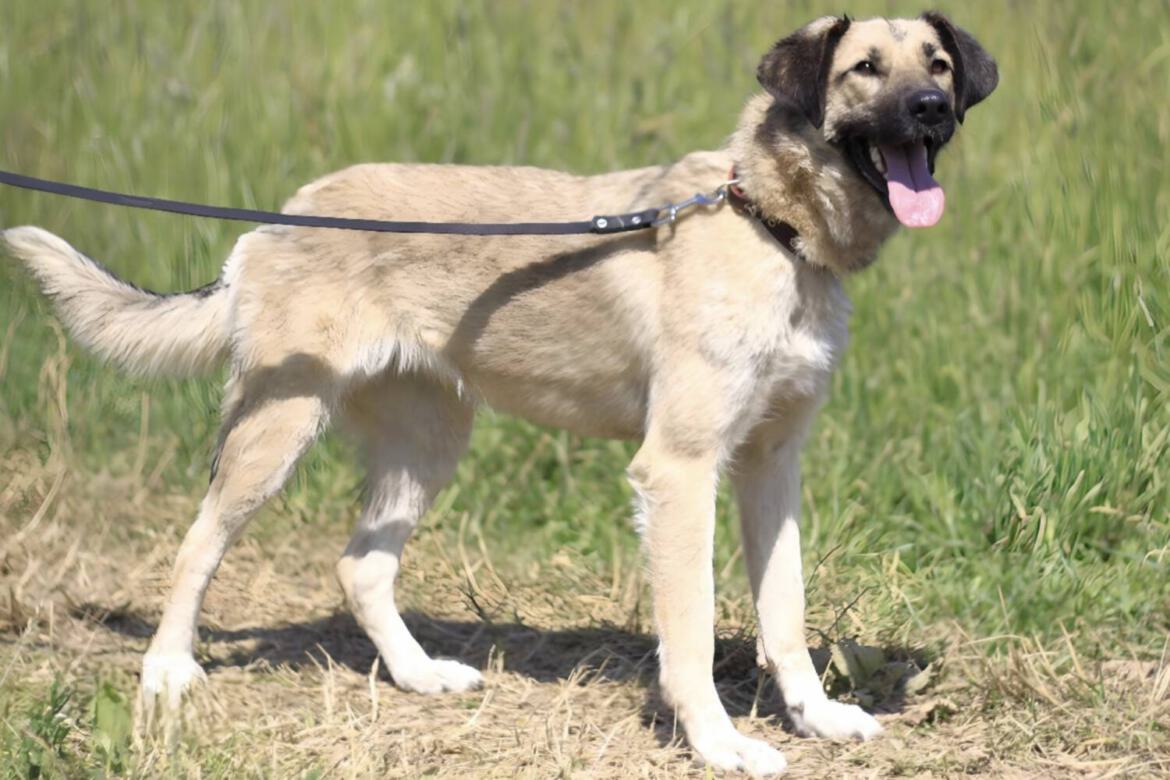 Mischling Herdenschutzhunde