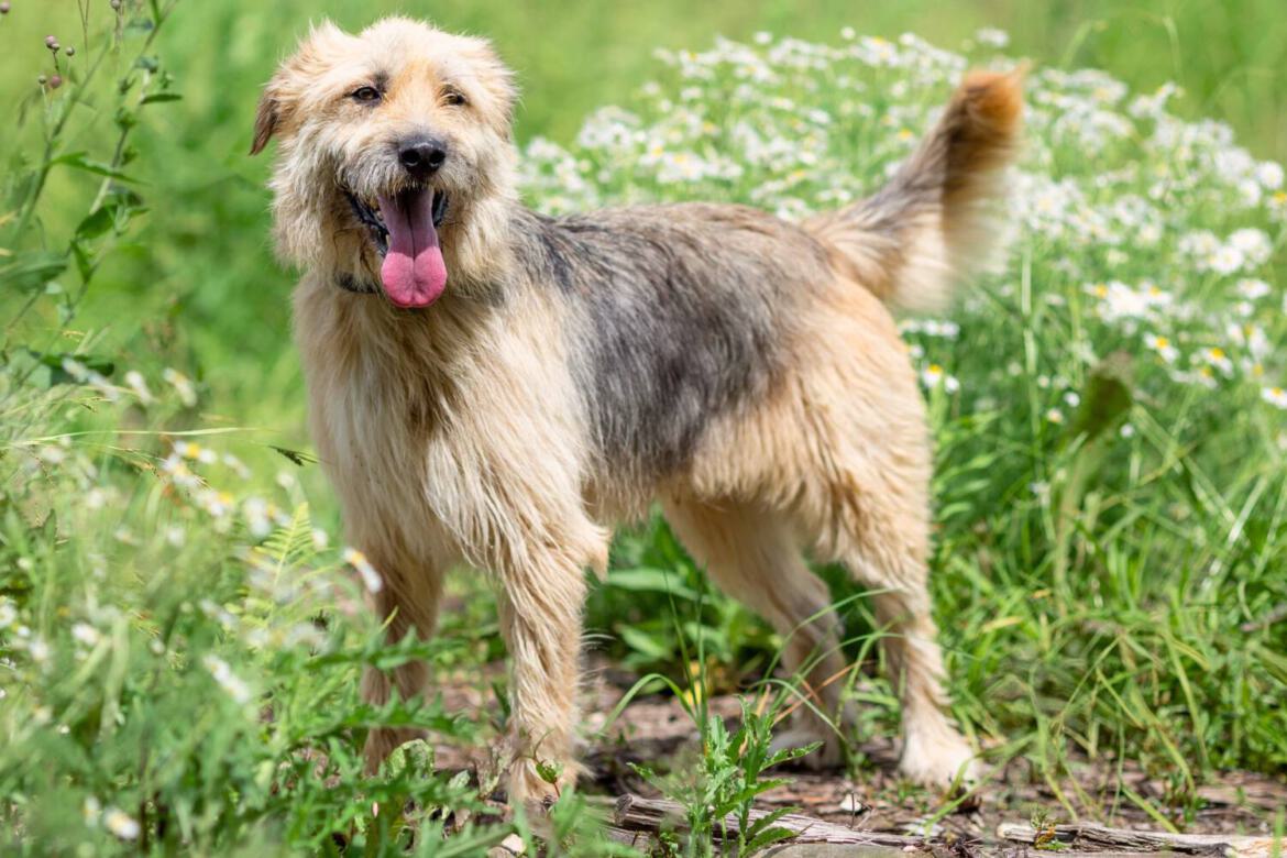 Bearded Collie-Mix Rüde