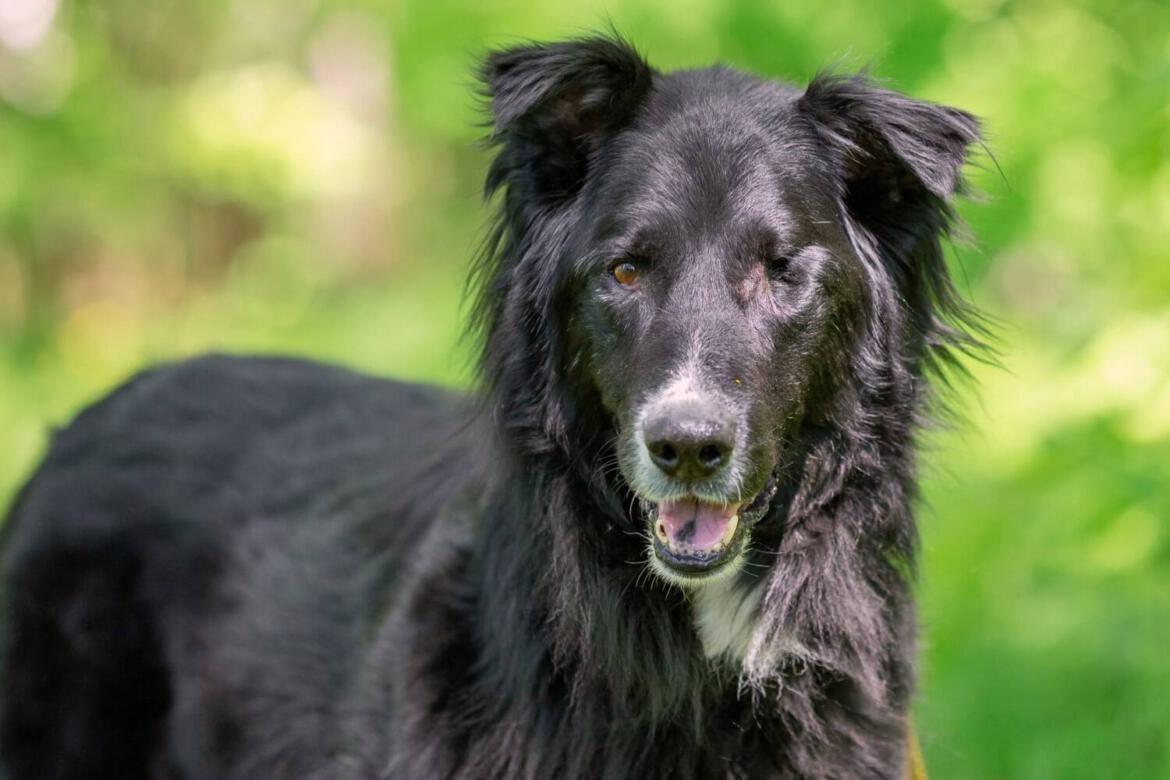 einäugiger Hund in Not