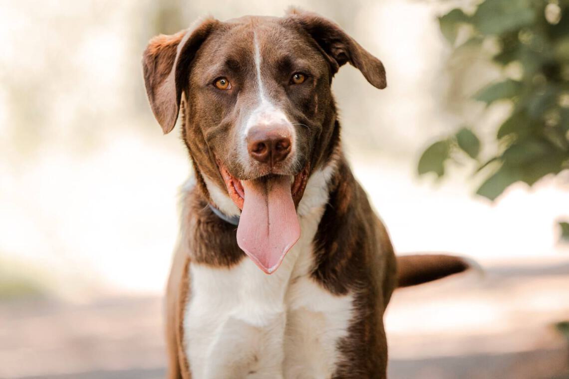 junger sportlicher Hund aus dem Tierheim