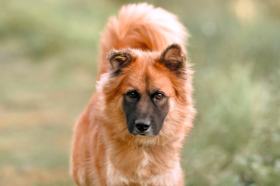 langhaariger flauschiger Hund aus Tierheim