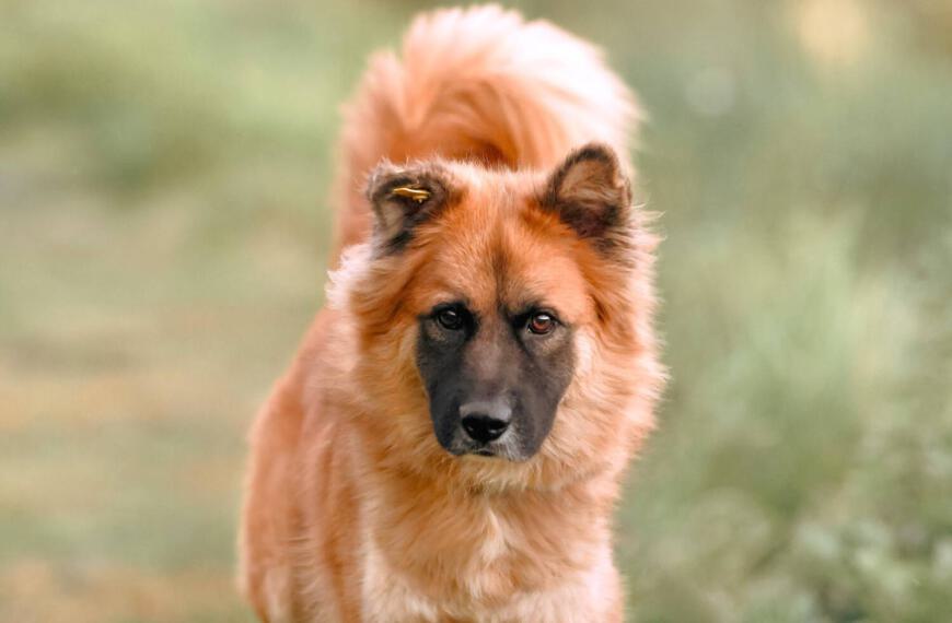 langhaariger flauschiger Hund aus Tierheim