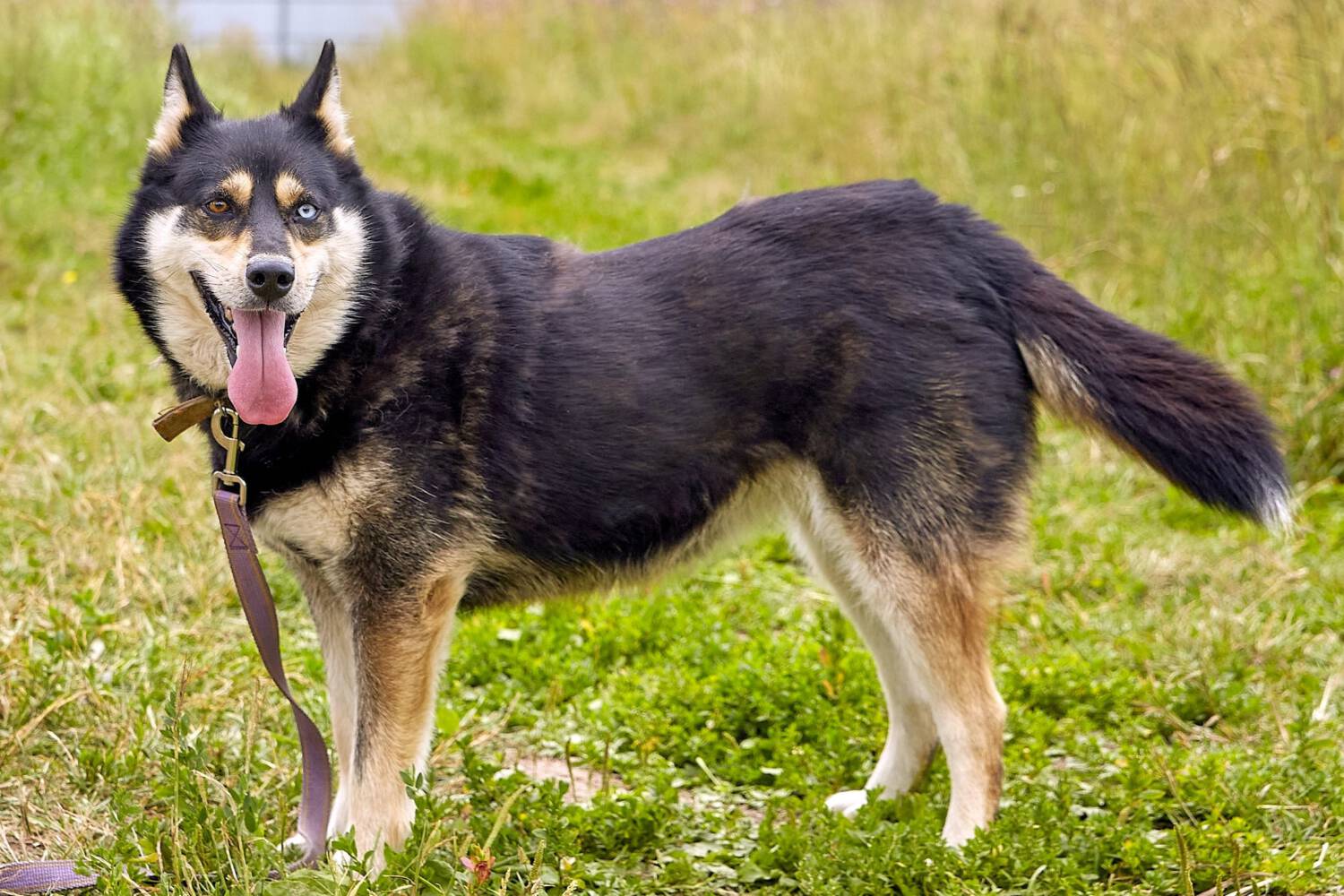 Husky-Mischling Husky-Mix Hund aus Tierheim