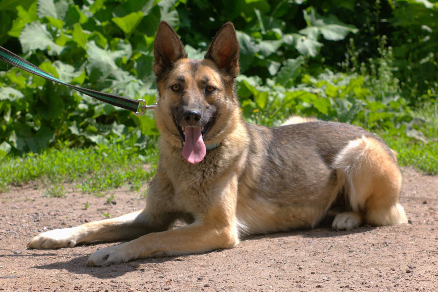 deutschen Schäferhund mix