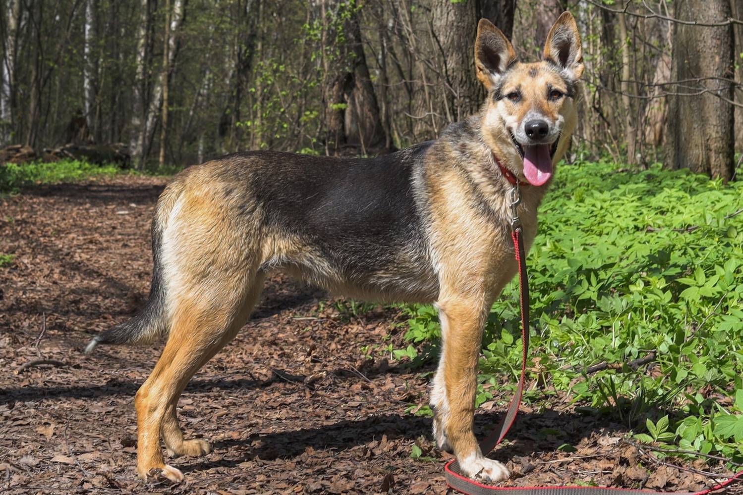 Schäferhund-Mischling aus Tierheim adoption