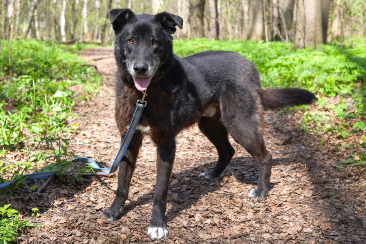 älterer Tierheimhund