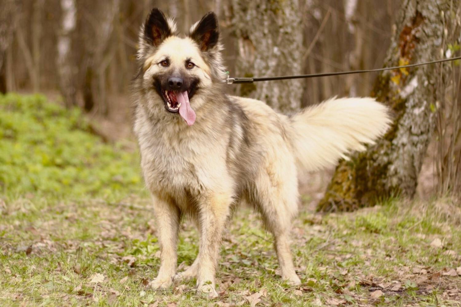 flauschigen Hunde Langhaarhund aus Tierheim