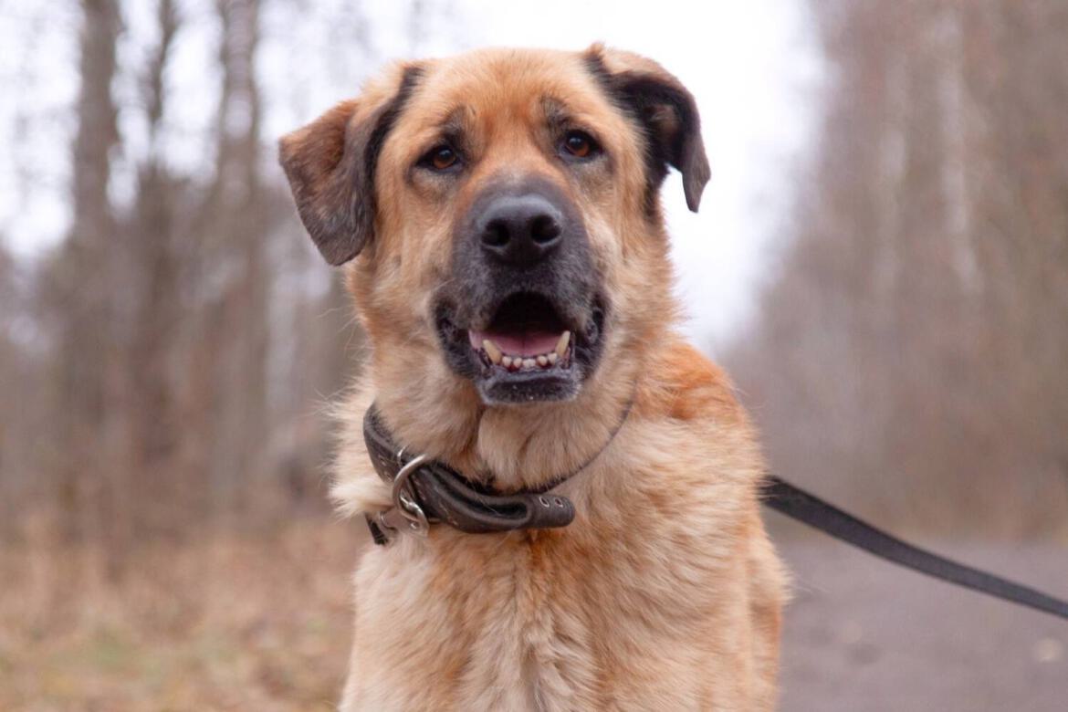 großer Hund Kangal mischling aus dem Tierheim.