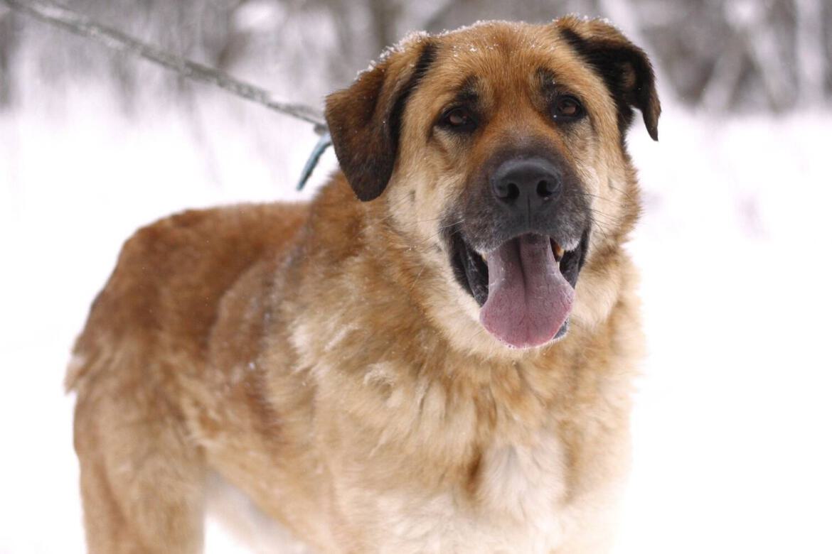 großer Hund Kangal mischling aus dem Tierheim.