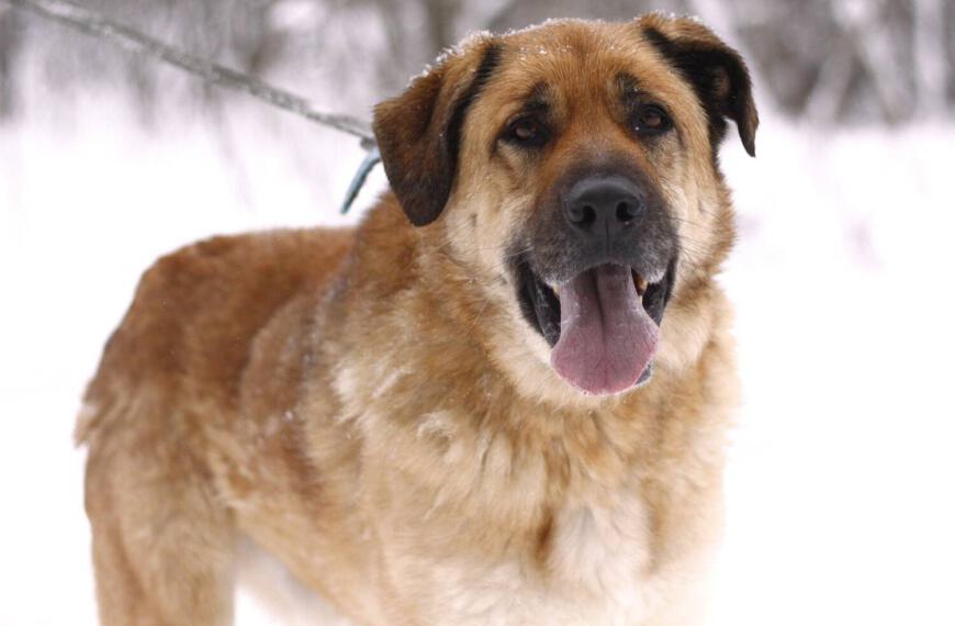 großer Hund Kangal mischling aus dem Tierheim.
