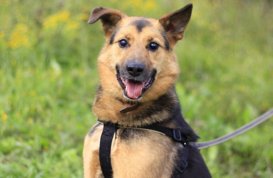 Hund mit handicap blind hund adoption