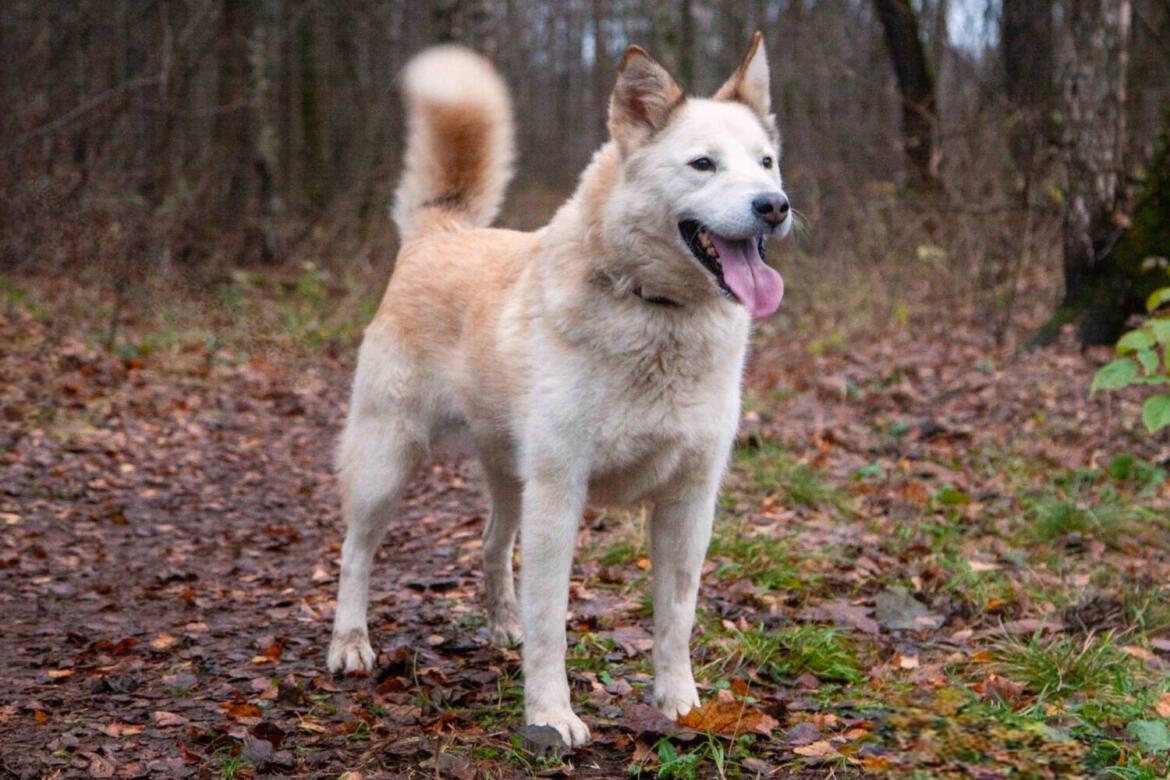 ein hübscher sportlicher weißer Hund zu Hause gesucht