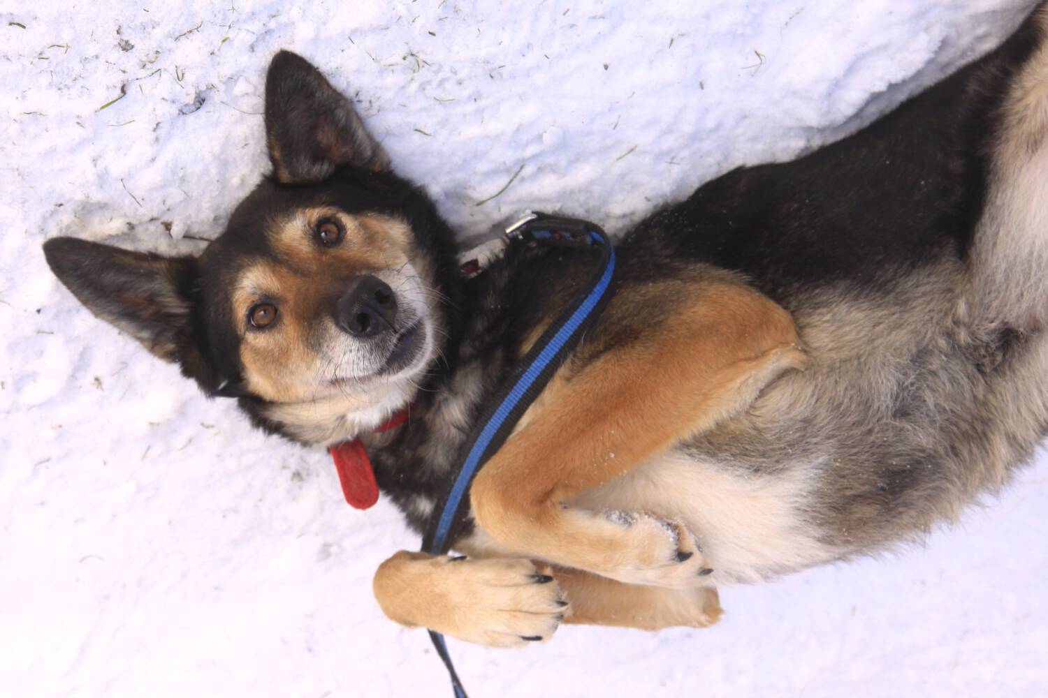 erwachsene Hündin aus russischen Tierheim zu adoptieren.