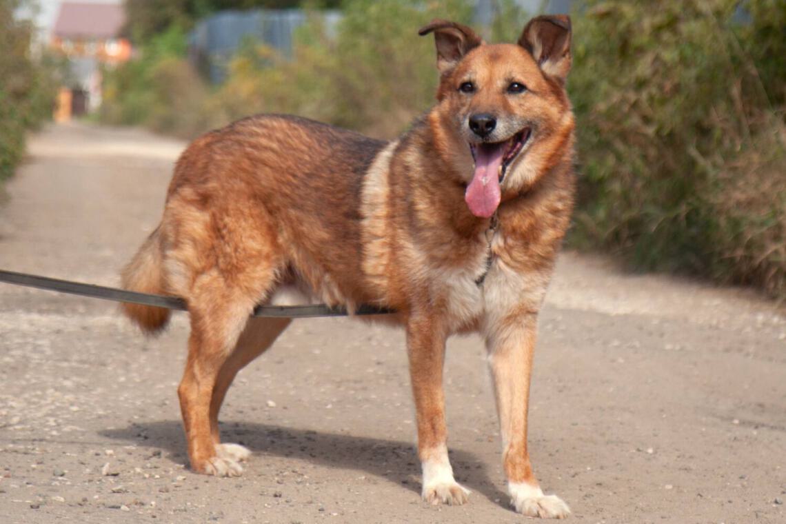älterer Hund aus dem Tierheim zur Adoption, sehr nett