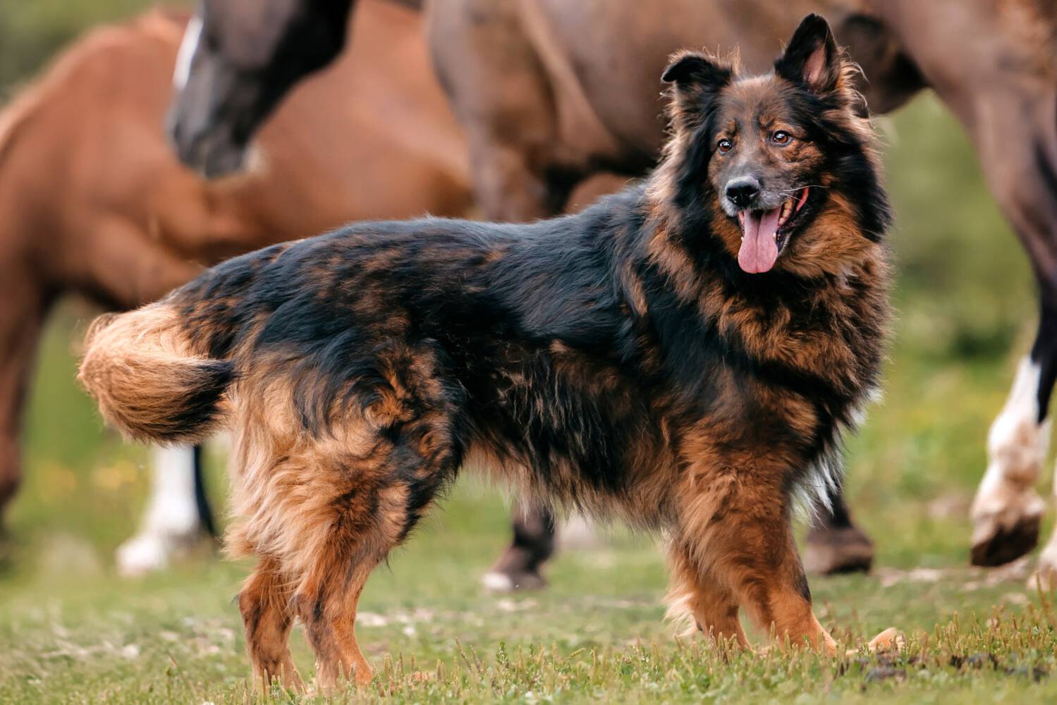 dlinnosherstnyy pushistyy pos iz rossiyskogo priyuta v germanii 60 / 5,000 Langhaariger flauschiger Hund aus russischem Tierheim in Deutschland