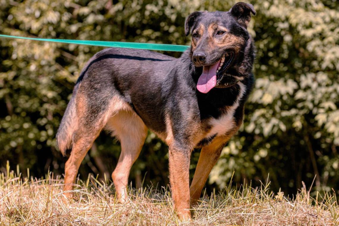 freundlichen und lieben Hündin aus Tierheim zur Adoption.