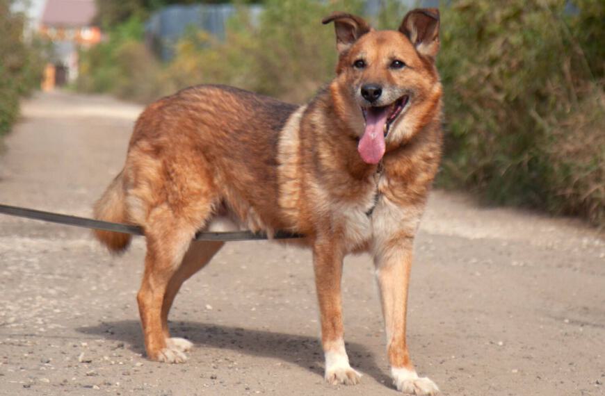älterer Hund aus dem Tierheim zur Adoption, sehr nett