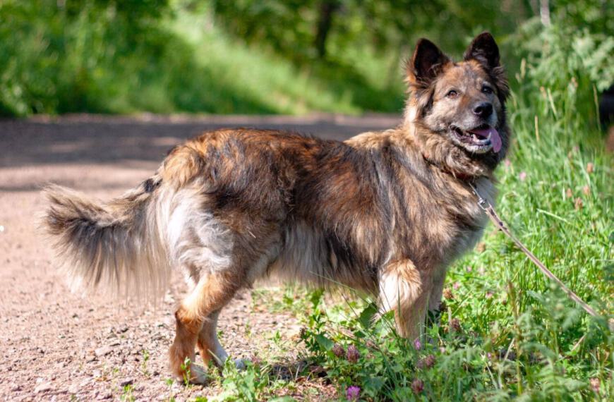 flauschiger lustiger Hund for adoption