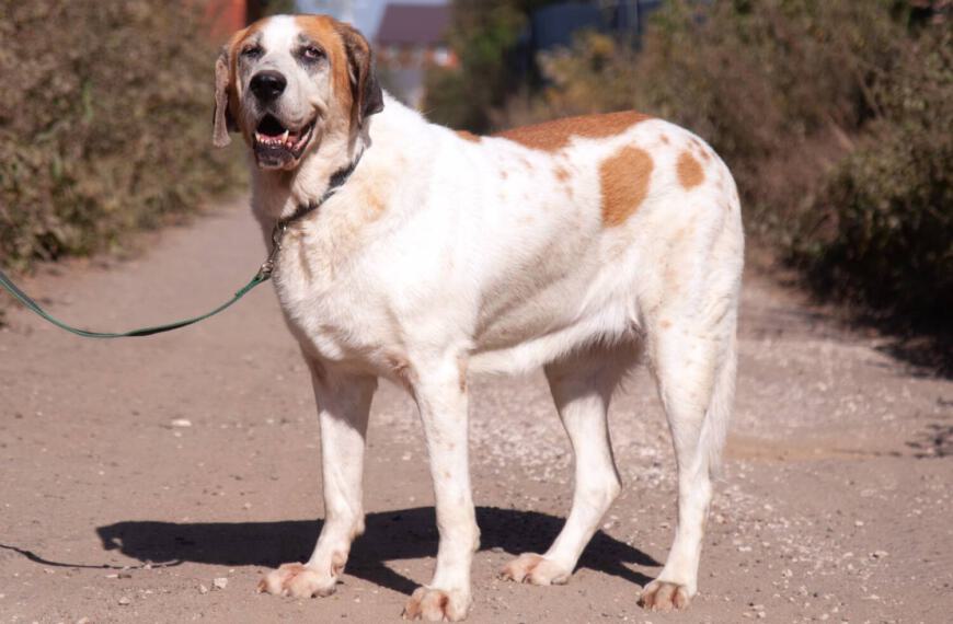 großer Hund, Bernhardiner-Mix