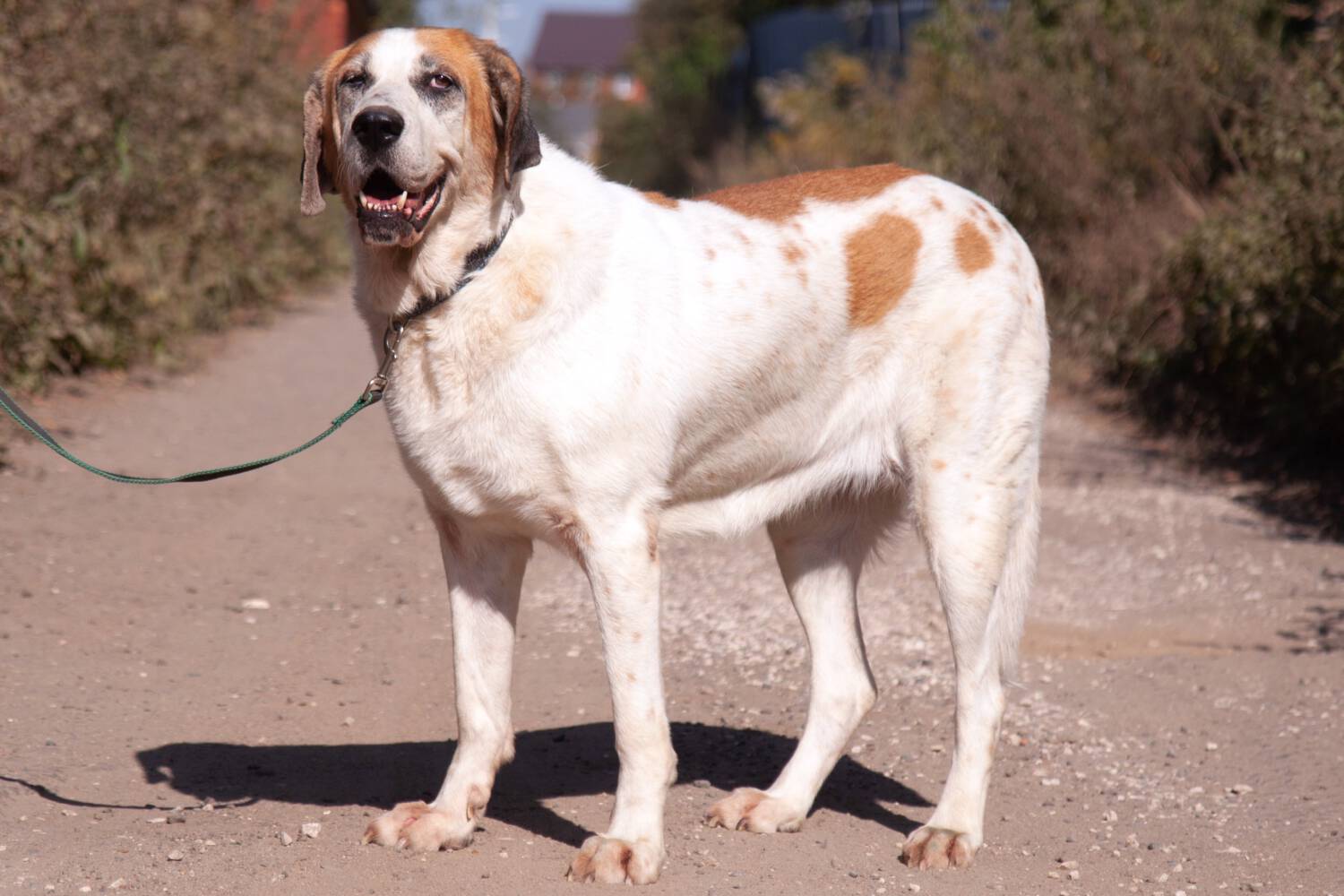 großer Hund, Bernhardiner-Mix