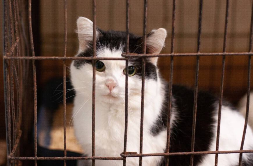 Kater aus Tierheim zur Adoption