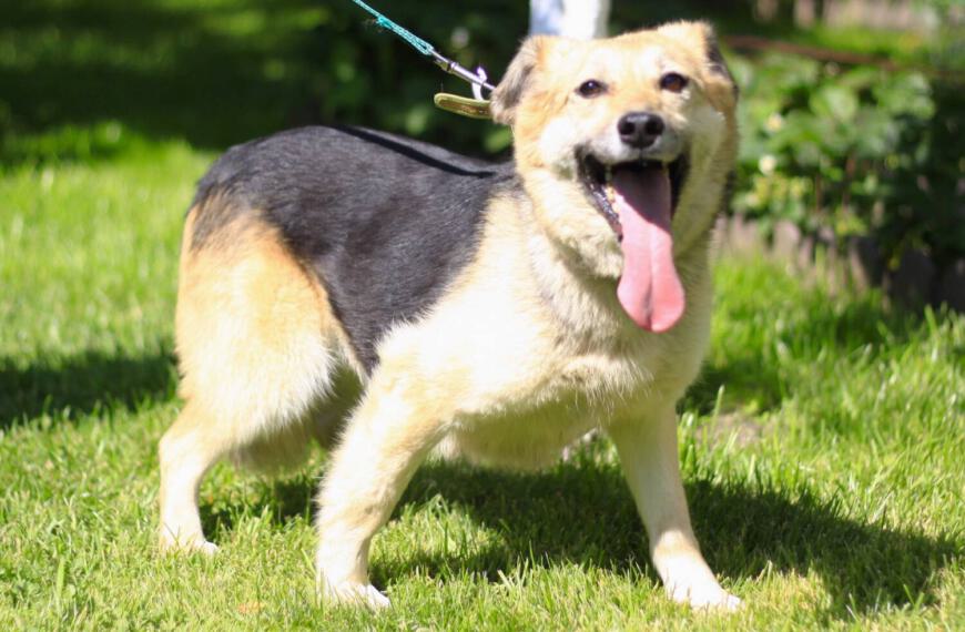 Ältere Hündin für Rentner zur Adoption