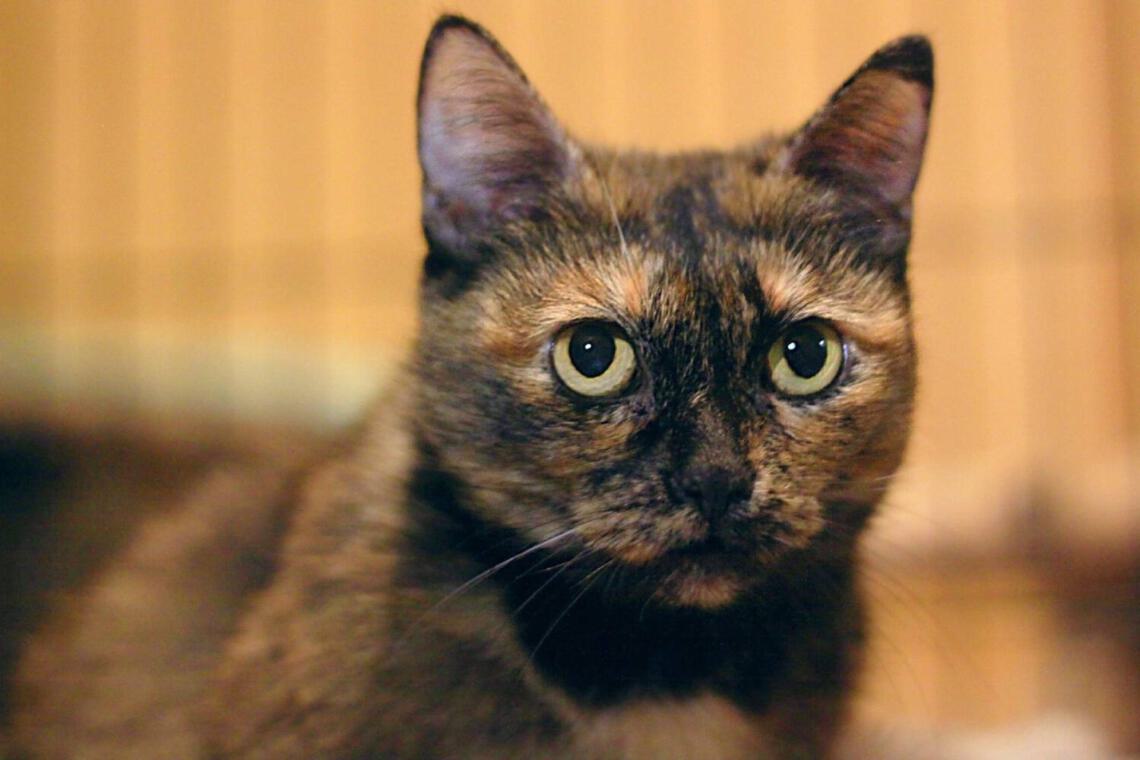 Schildkrötenkatze aus dem Tierheim
