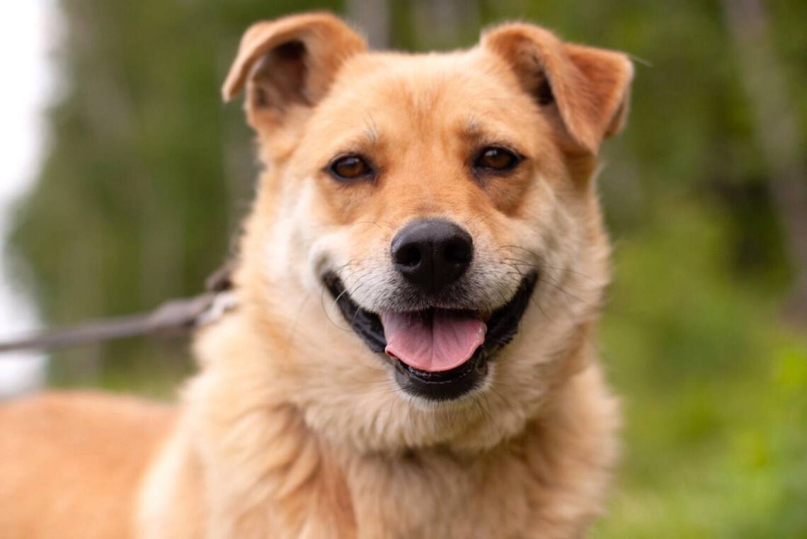 Fröhlicher aktiver Familienhund weiblich