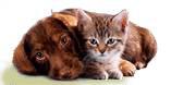 Russische Tiere in Not e.V.