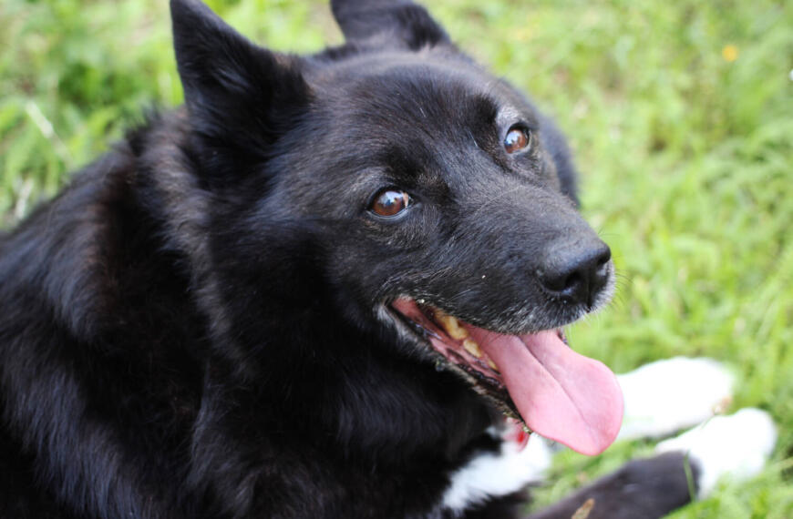 Bobrik (Pflegestelle Berlin)