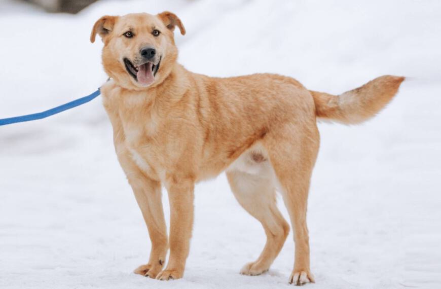 Rudolf (14715 Stechow-Ferchesar)