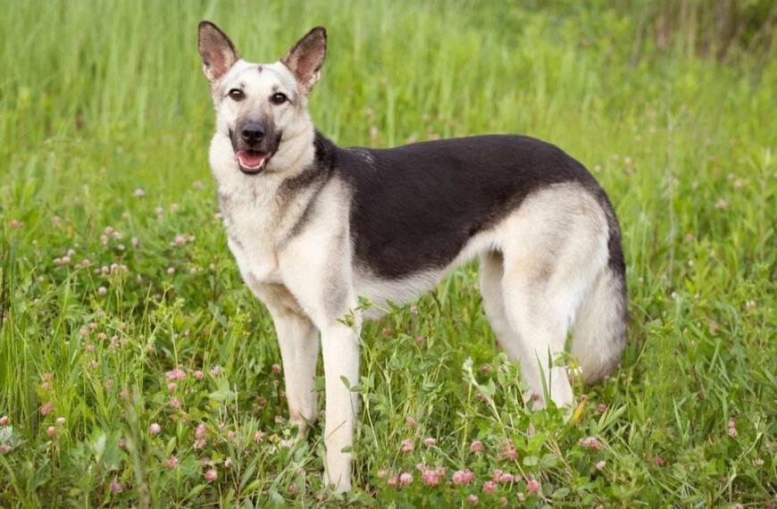 Manizha – Pflegestelle 75328 Schömberg