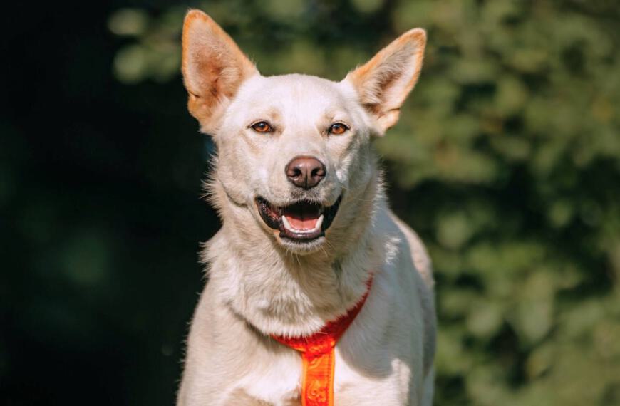 Matryoshka reserviert