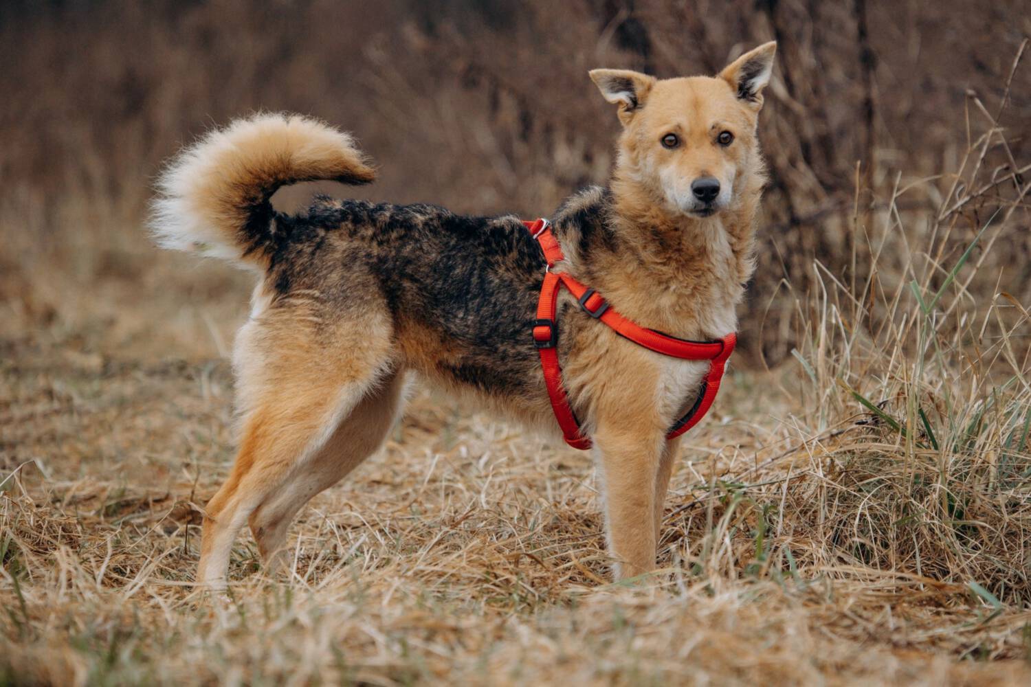 Lorda Pflegestelle 67480 Edenkoben