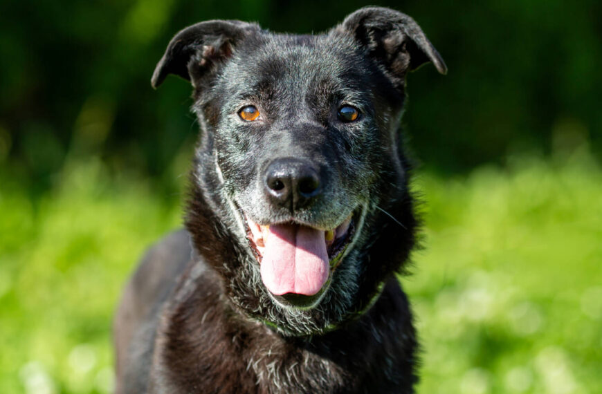 Dik (Pflegestelle 16348 Wandlitz)