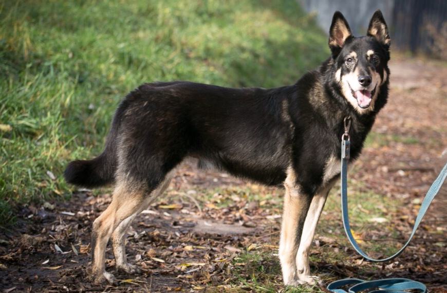 Zorro